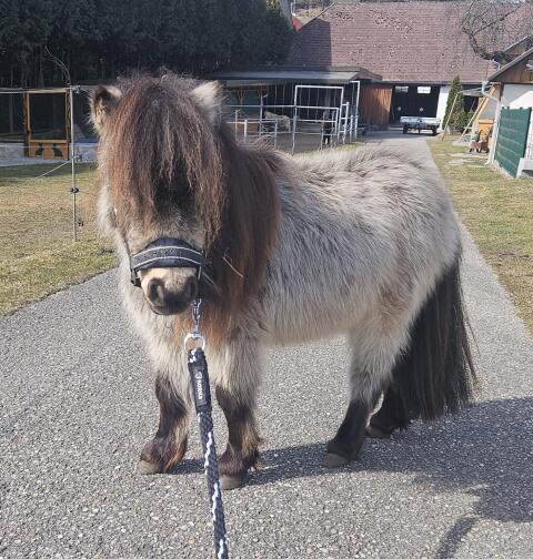 Minishetty Hengst