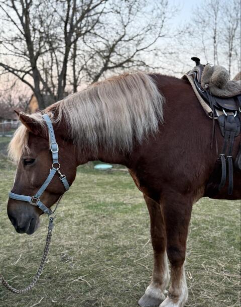Hübsche 7-jährige Kaltblutstute