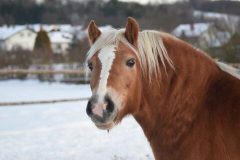 Kleine Haflingerstute sucht dringend ein 4-Sterne Zuhause!
