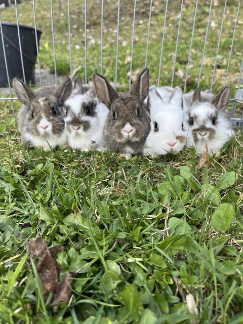 Zwergkaninchen