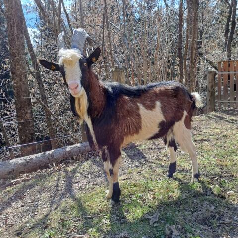 Tauernschecken Bock