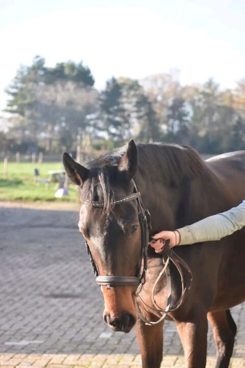 Sportpferd Mix