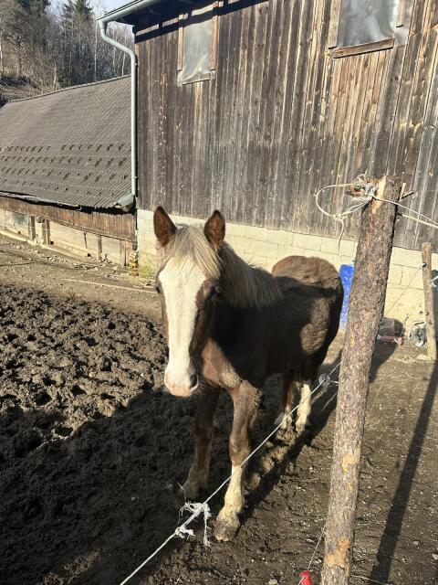 Noriker