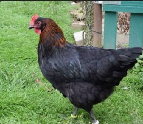 Maran Grünleger Junghennen