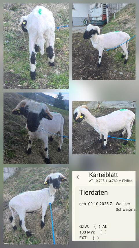 Walliser Schwarznasenwidder aus HB Betrieb