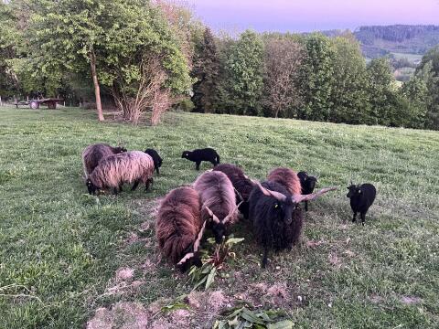 Zuchtstamm Schafherde Zackelschafe Herdbuchzucht 12 Tiere