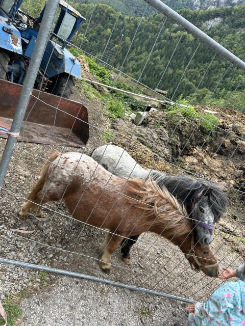 Ponyhengste