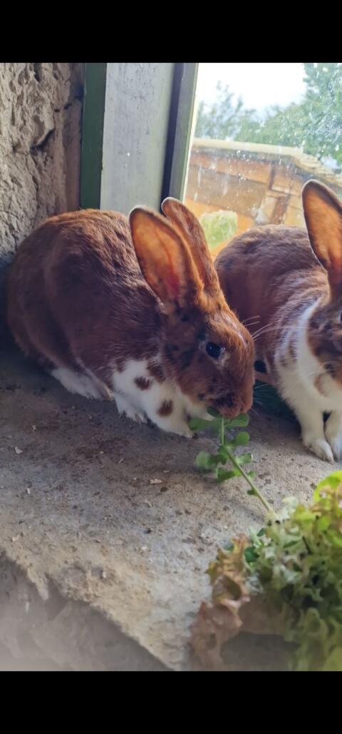 2 Rexkaninchen Häsinnen