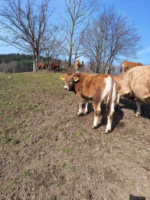 Murbodner Stier