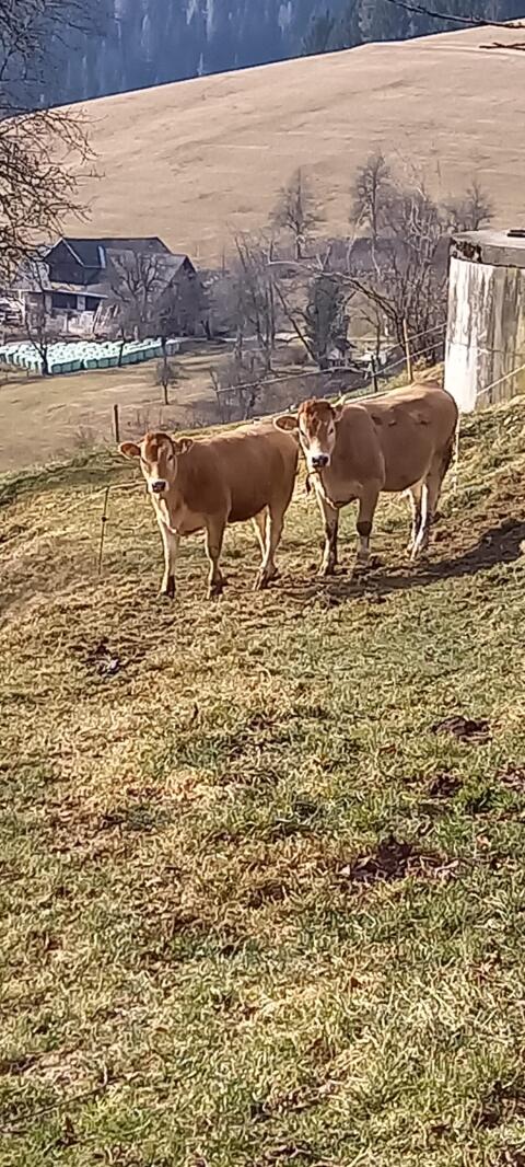 Murbodner Kalbinnen Bio