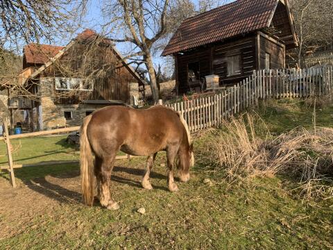 Noriker Stute