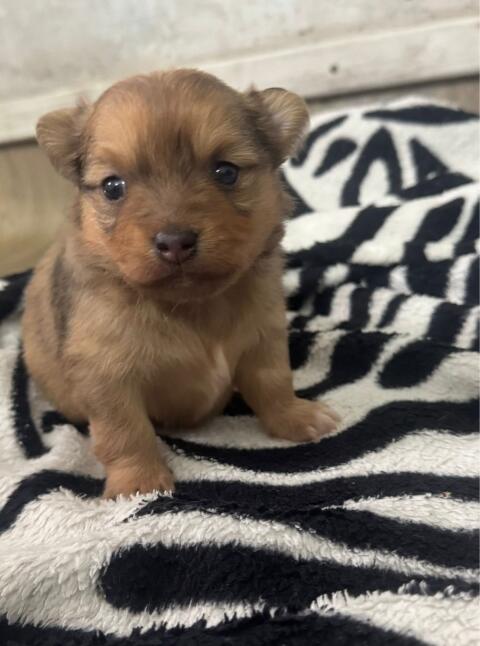 Pomchi