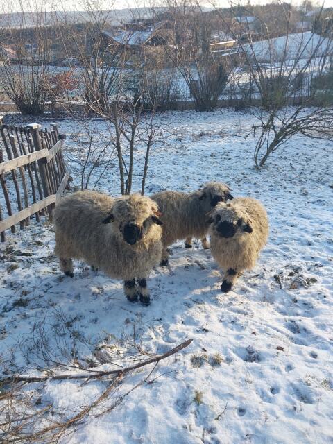 3 junge Walliser Schwarznasen