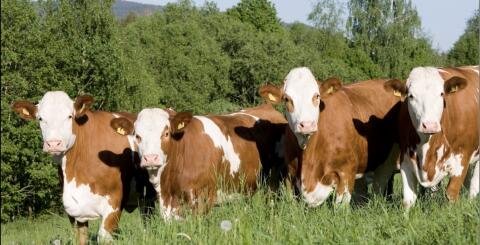 Suche Bio-Kalbinnen, FV, FV/RF, RF