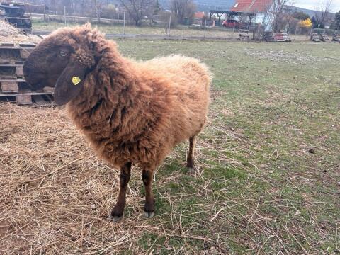Braunes Bergschaf