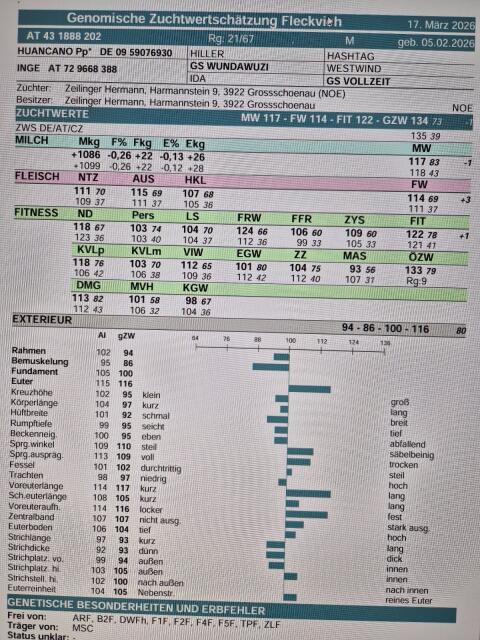 Verkaufe typisiertes BIO Stierkalb