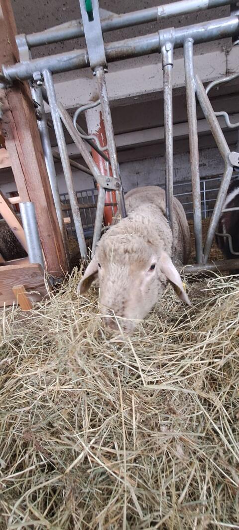 Merino/Suffolk