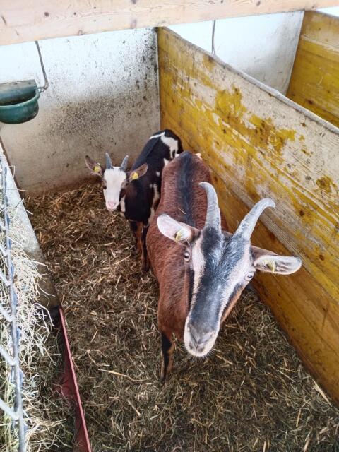 Ziege mit Bockkitz