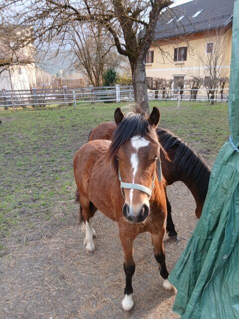 1-jähriger Ponyhengst, Welsh A