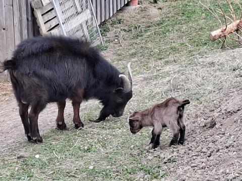 Zwergziegenbock