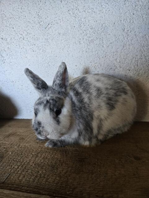 Zwergkaninchen, Farbenzwerg