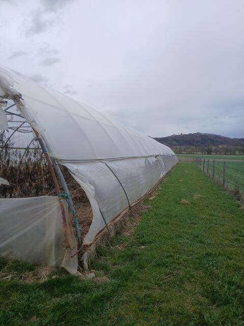Folientunnel 50 m