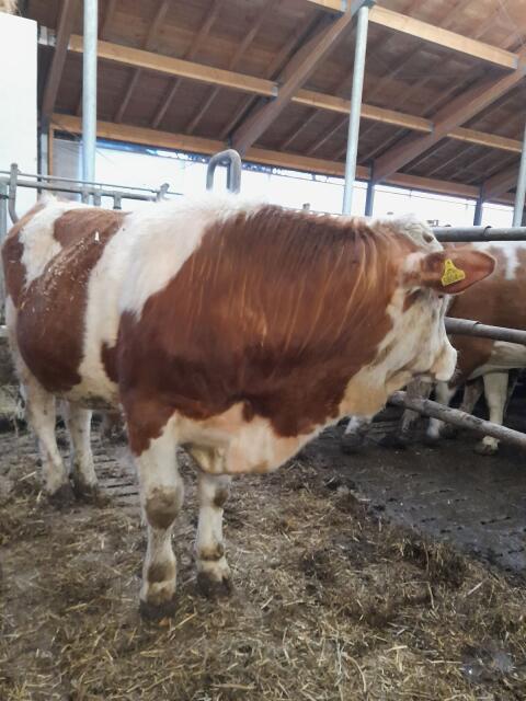 BIO Sprungstier Leo Pp