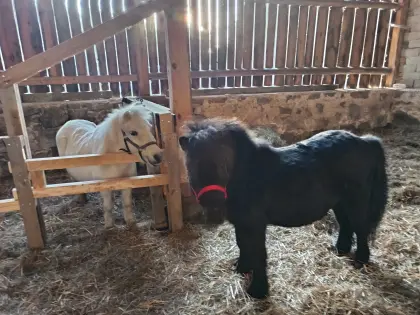 Beistellponys abzugeben