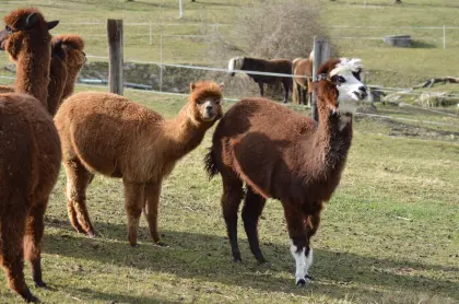 Alpakas zu verkaufen