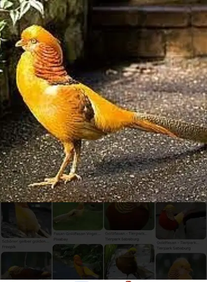 Gelbe Goldfasane Hähne und Hennen