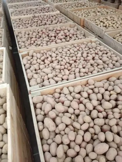 Kartoffel Sorte Laura