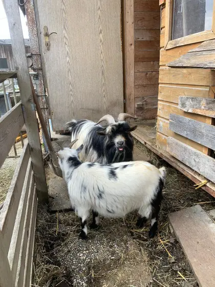 Miniziegenbock zum Decken – Verleih möglich