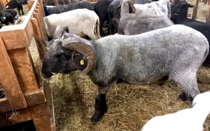 Verkaufe sehr braven fleißigen alpinen Steinschafwidder