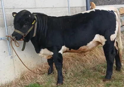 Schwarzer Pinzgauerstier