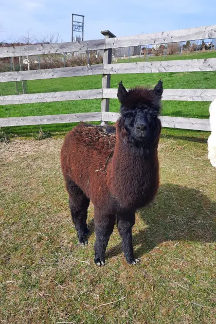 Alpaka Junghengste