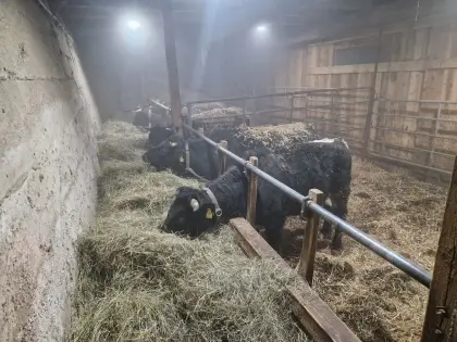 Tuxer Tux Zillertaler Kalbinnen