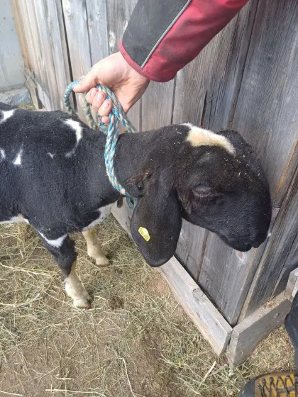 Gescheckter Bergschaf-Widder