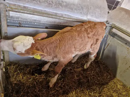 Bio-Kälber Fleckvieh weiblich