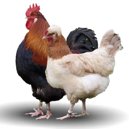 Suche Bruteier Umgebung Telfs