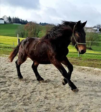 Norikerstute 1 Jahr