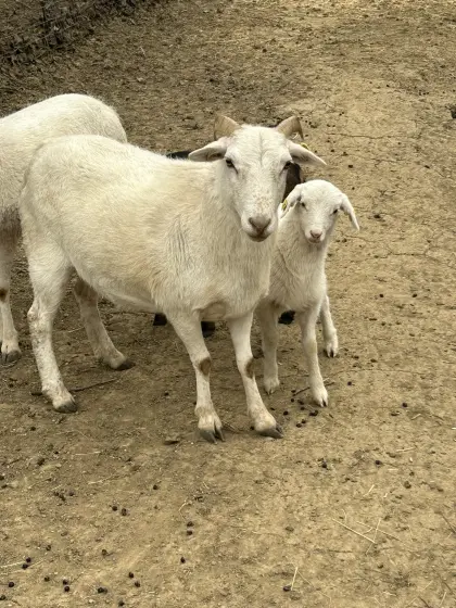 Pflegeleichtes Mutterschaf mit Lamm