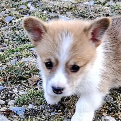 Welsh Corgi Pembroke Welpen
