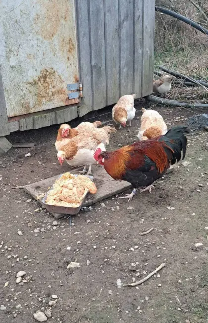 Bruteier Sulmtaler gold-weizenfarbig