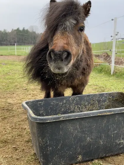Suche älteres Beistellpony