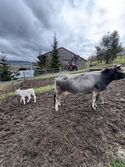 Reinrassig aus AT Tiroler Grauvieh