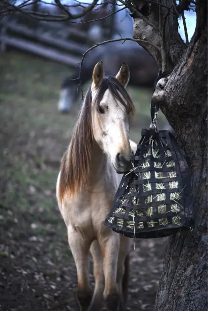 PRE (ANCCE) Stute in Sonderfarbe