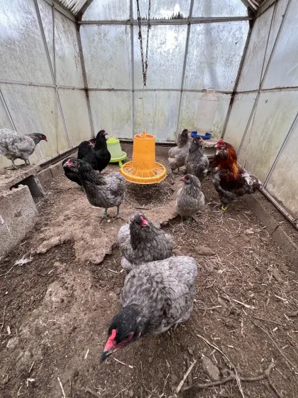 Araucaner reinrassig