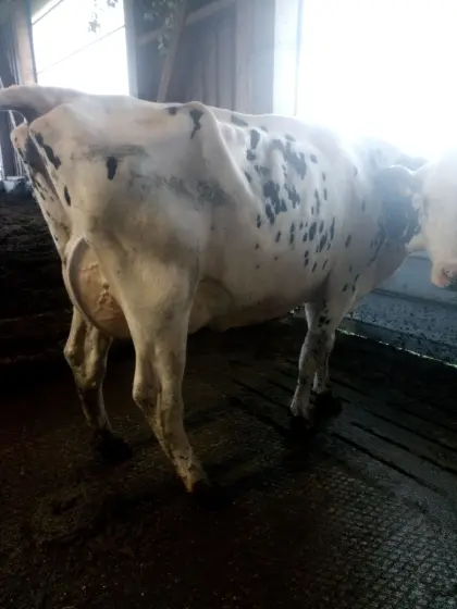 Bio Holstein Jungkuh