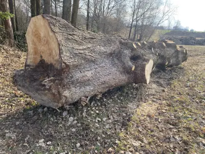 Holzstamm Fichte Unikat