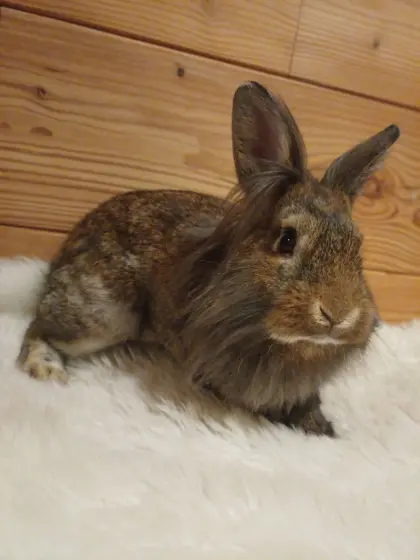 Löwenkopfkaninchen
